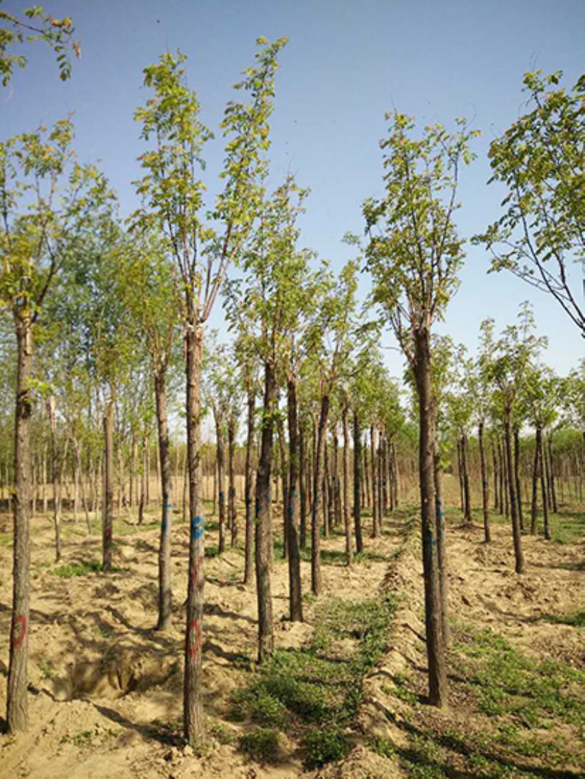 點擊查看詳細信息<br>標題：香花槐 閱讀次數：3599